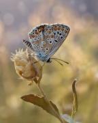 macro-24
