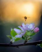 macro-25