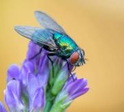 macro-28