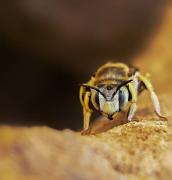 macro-9