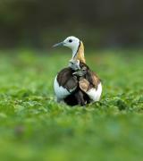 32-Stunning-Animal-Snapshots-from-One-Eyelands-7