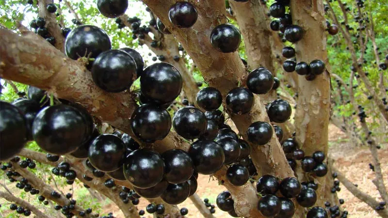 درخت عجیب انگور برزیلی