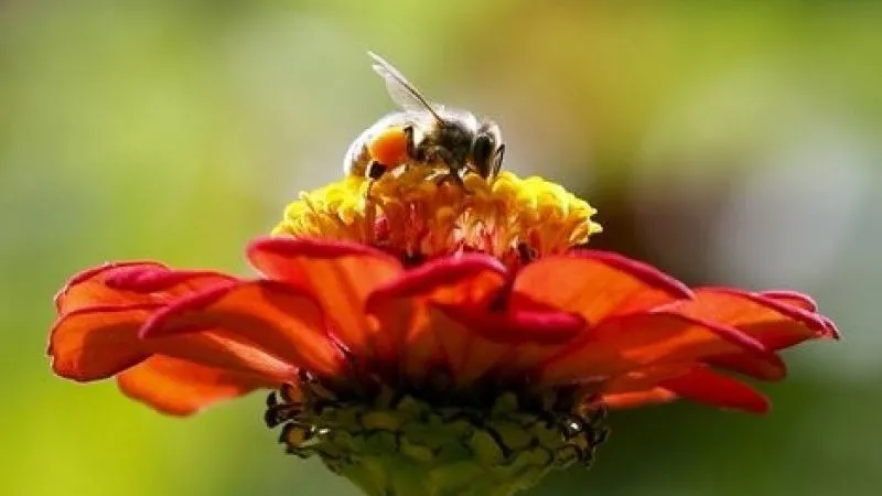 انگلی که باعث تبدیل شدن زنبور به زامبی می‌شود