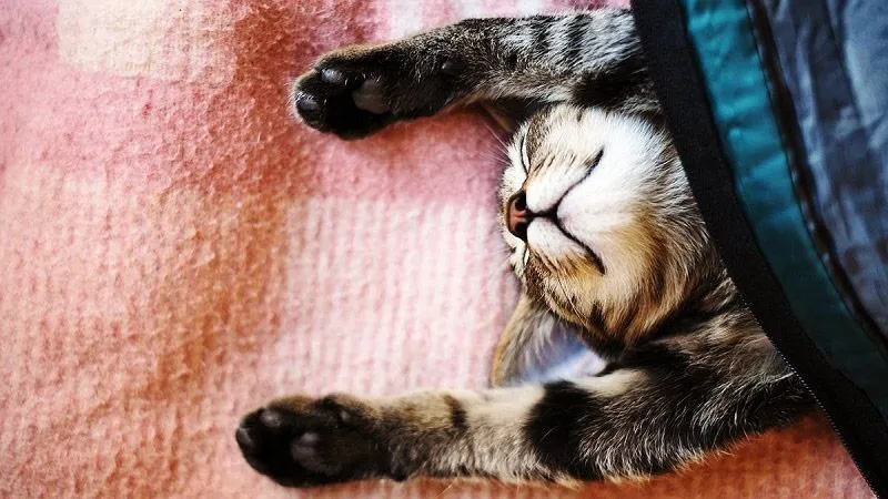 حس کار نداشتن