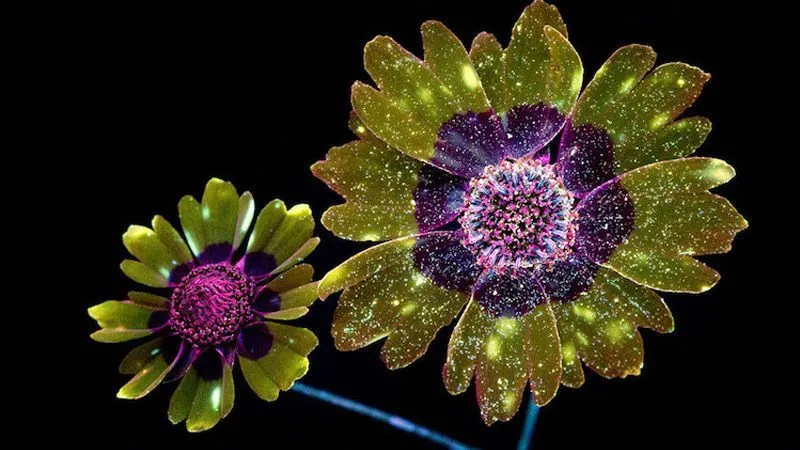 عکاسی از گل و گیاه با استفاده از نور فرا بنفش