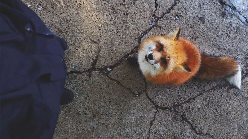 بازدید از دهکده روباه در ژاپن و عکاسی از این مخلوقات زیبا