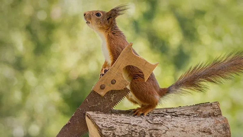 عکاسی خلاقانه از سنجاب‌ها