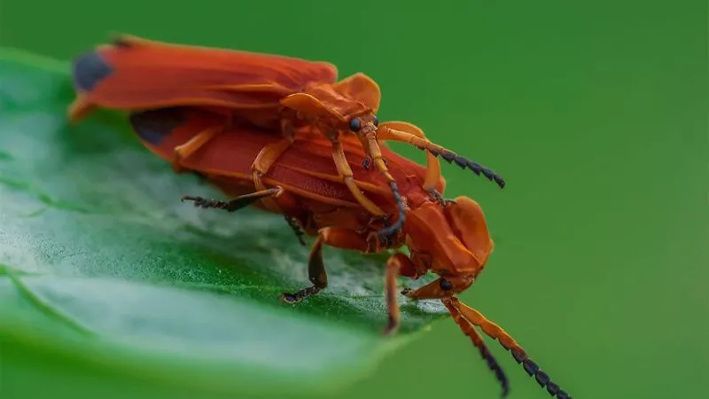 عکاسی ماکرو یا بزرگنمایی از حشرات