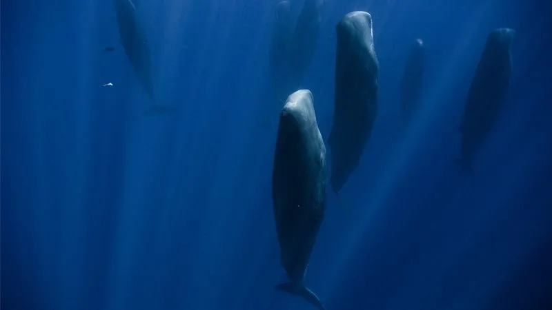 خوابیدن نهنگ عنبر در قاب تصویر