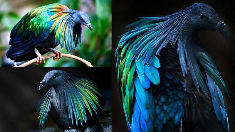عکاسی از زیباترین گونه های کبوتر
