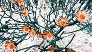 مسباقه عکاسی با آیفون 2016