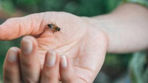  حساسیت به نیش زنبور عسل و کمک‌های اولیه