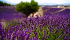 خواص اسطوخودوس برای سلامت انسان